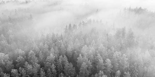 dimmig skog